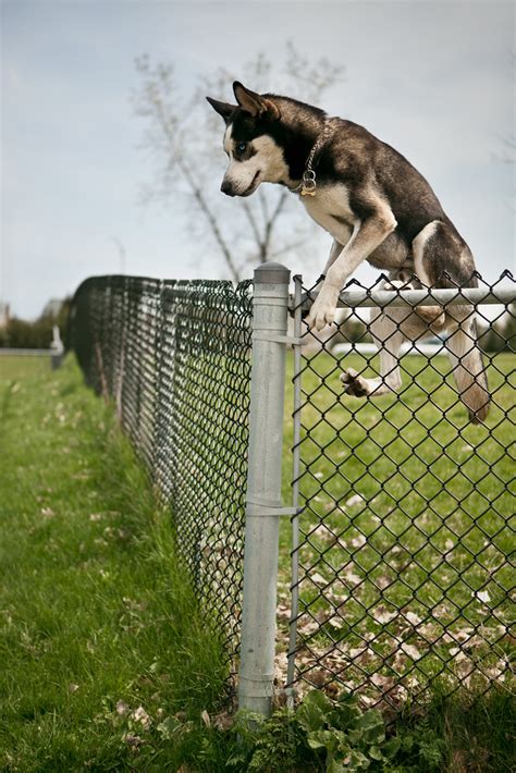 Keeping Your Dog Active and Engaged with a Magic Fence